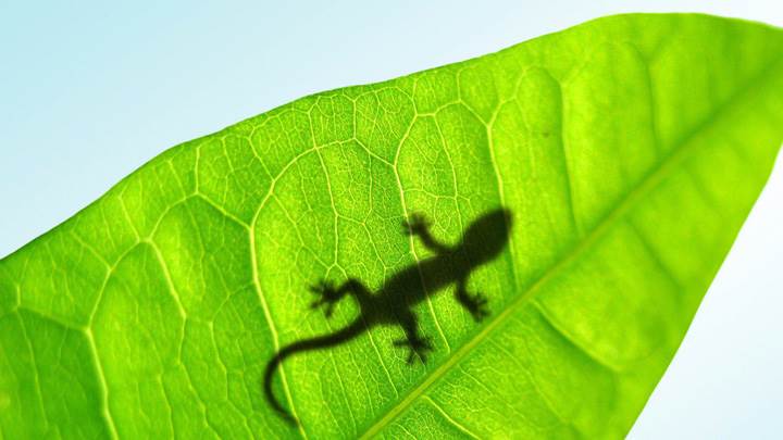Lizard On A Green Leave Closeup